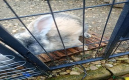 Mixed Breed rabbits for sale: Beautiful rabbits - Advert 3