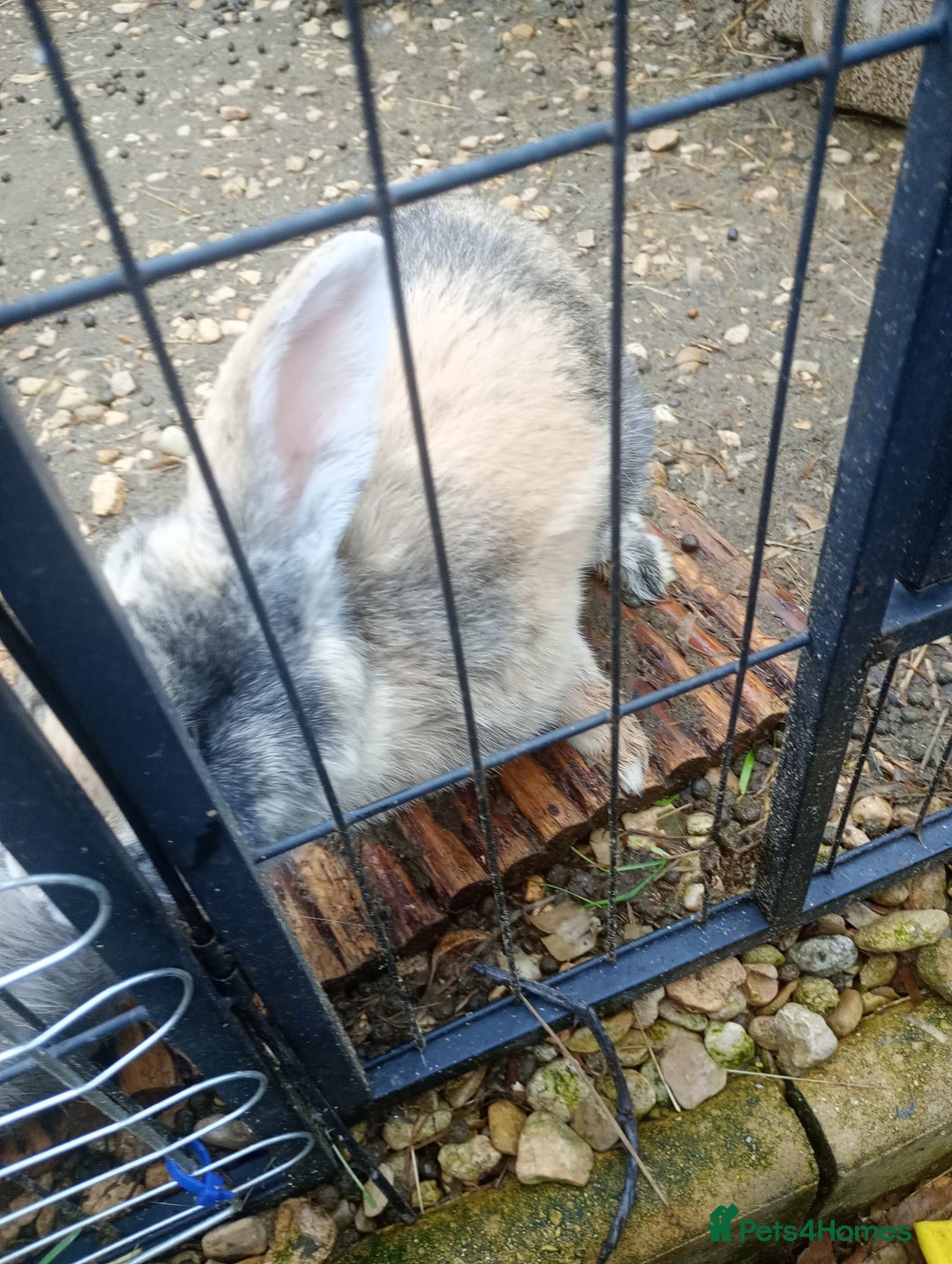 Mixed Breed rabbits for sale: Beautiful rabbits - Advert 3