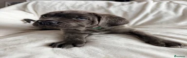 Cane Corso Puppy 1