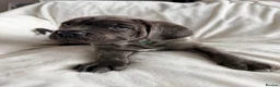 Cane Corso dogs for sale: Cane Corso puppies (1 female left)  - Advert 34