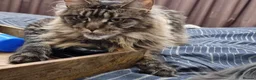Maine Coon cats for sale: Majestic Maine Coon  - Advert 5