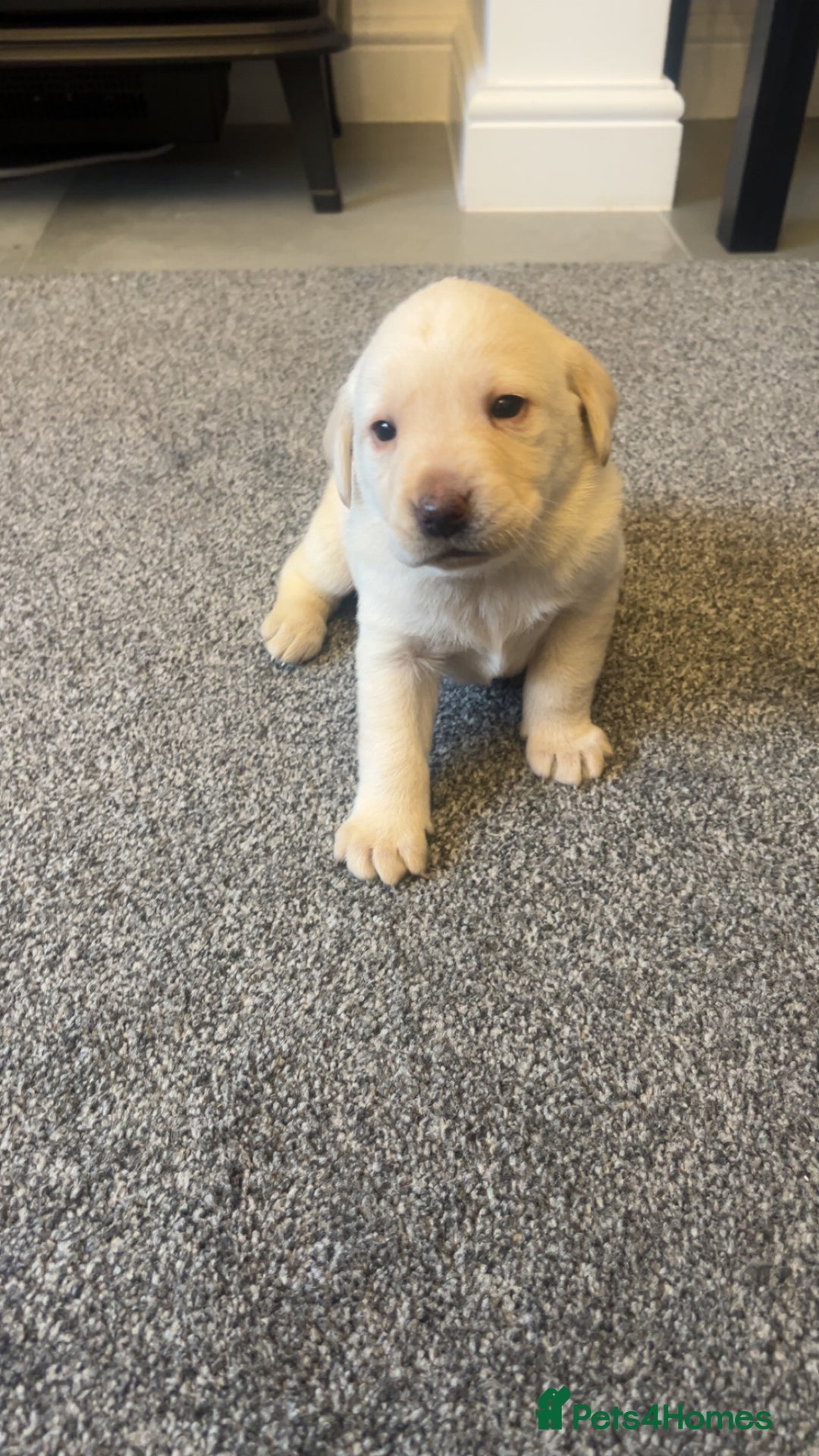 Labrador Retriever dogs for sale: Stunning Labrador puppys - Advert 10