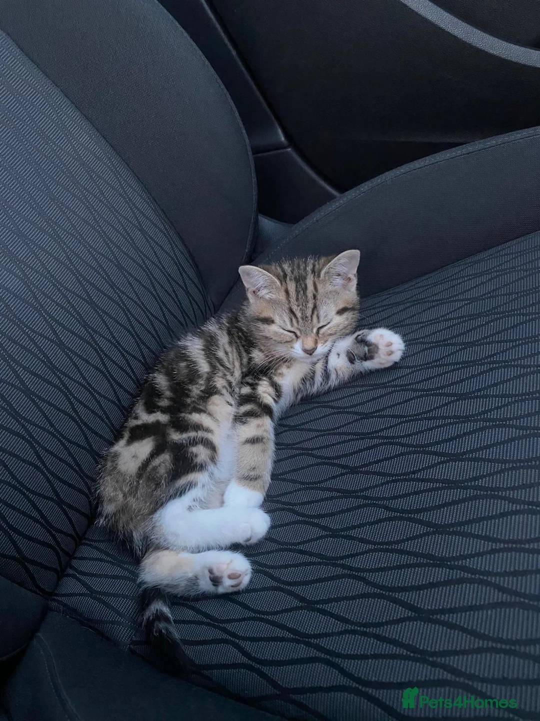 British Shorthair cats for sale: Female British short haired kitten - Advert 1