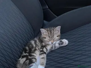 British Shorthair cats Female British short haired kitten - Advert 1