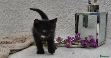 Mixed Breed cats - Advert 14