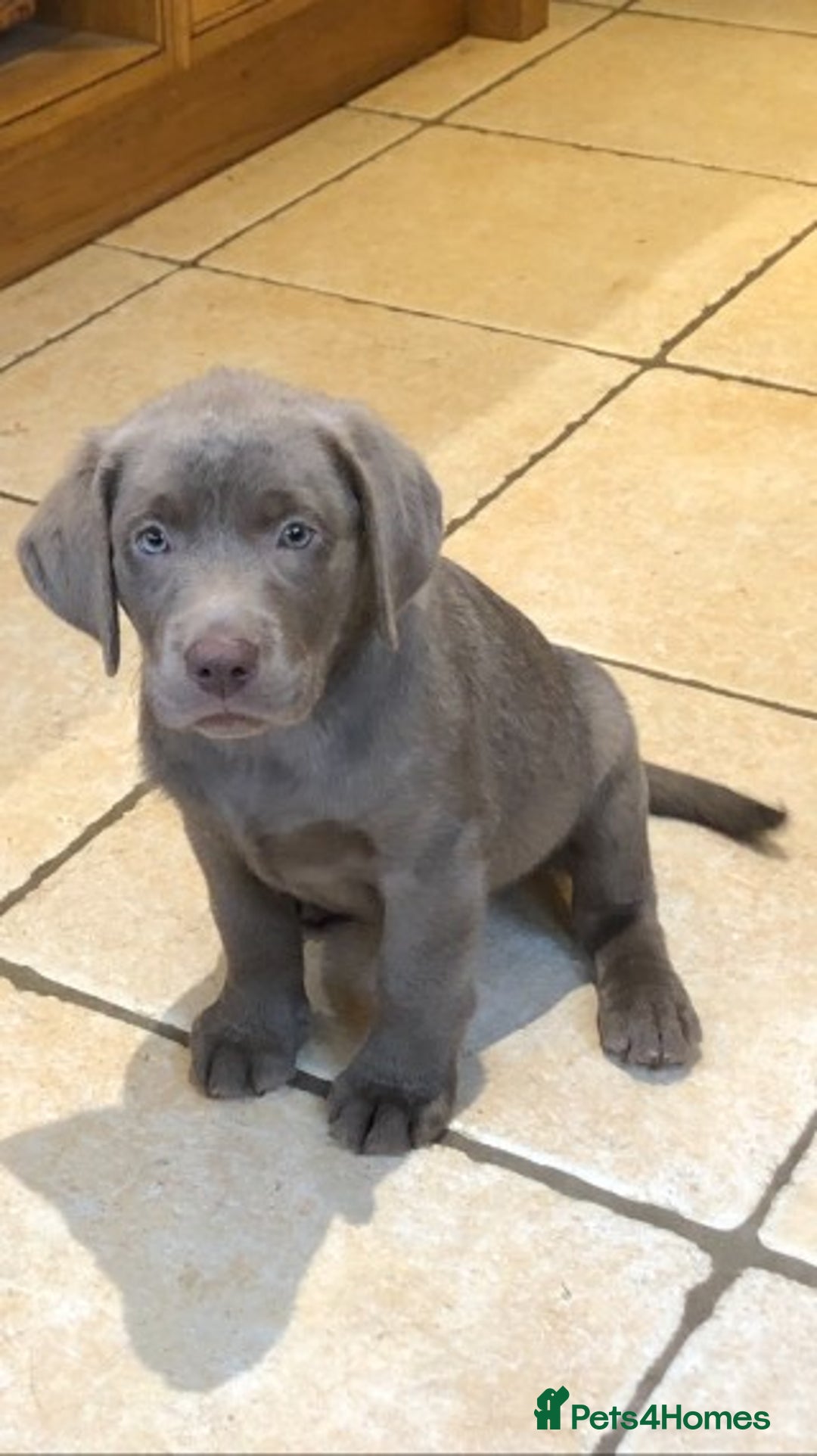 Labrador Retriever dogs for stud: Silver Labrador stud in Ware - Advert 4