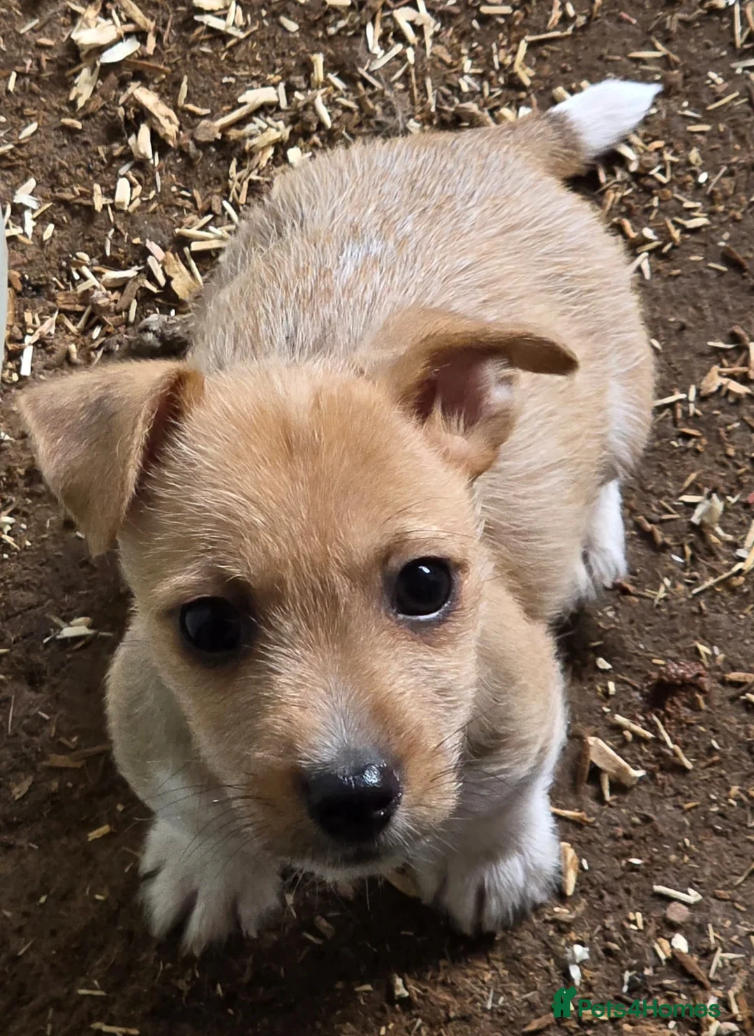 Jack Russell dogs for sale: Jack Russell Boys - Advert 1