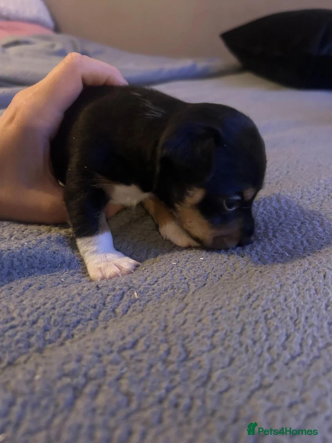 Jack Chi dogs for sale: Beautiful black chihuahua/jack russel  in Kidlington - Advert 5