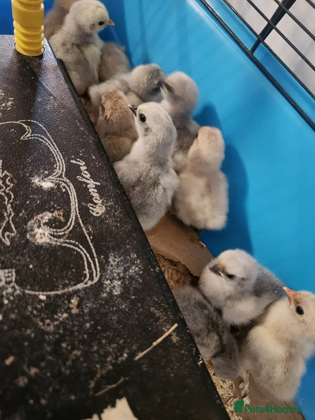 Chickens poultry for sale: Lavender Pekin chicks for sale - Advert 6