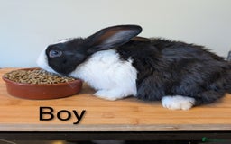 Mixed Breed rabbits for sale: Lots of bunnies for sale  - Image 3