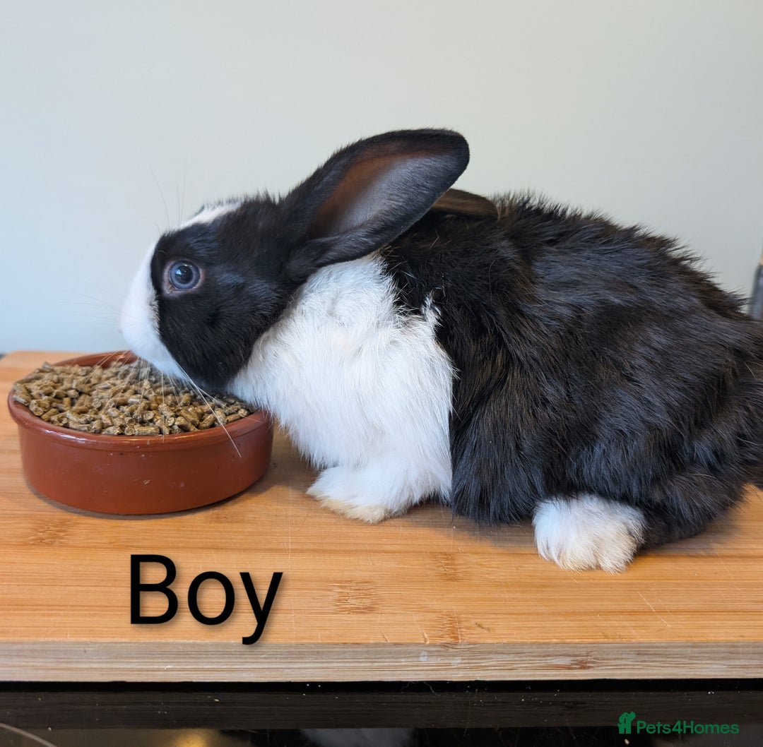 Mixed Breed rabbits for sale: Lots of bunnies for sale  - Image 3