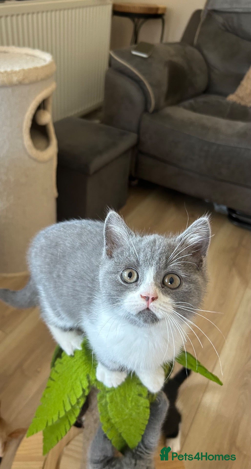 British Shorthair cats Beautiful BSH Kittens 🌺 READY NOW🌺 - Advert 2