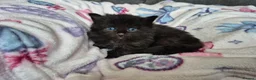 British Longhair cats for sale: 3 gorgeous kittens for sale  - Advert 13