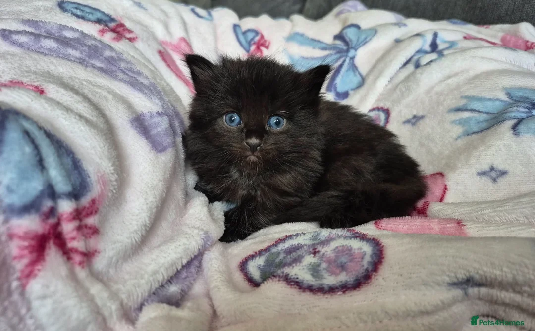 British Longhair cats for sale: 3 gorgeous kittens for sale  - Advert 13