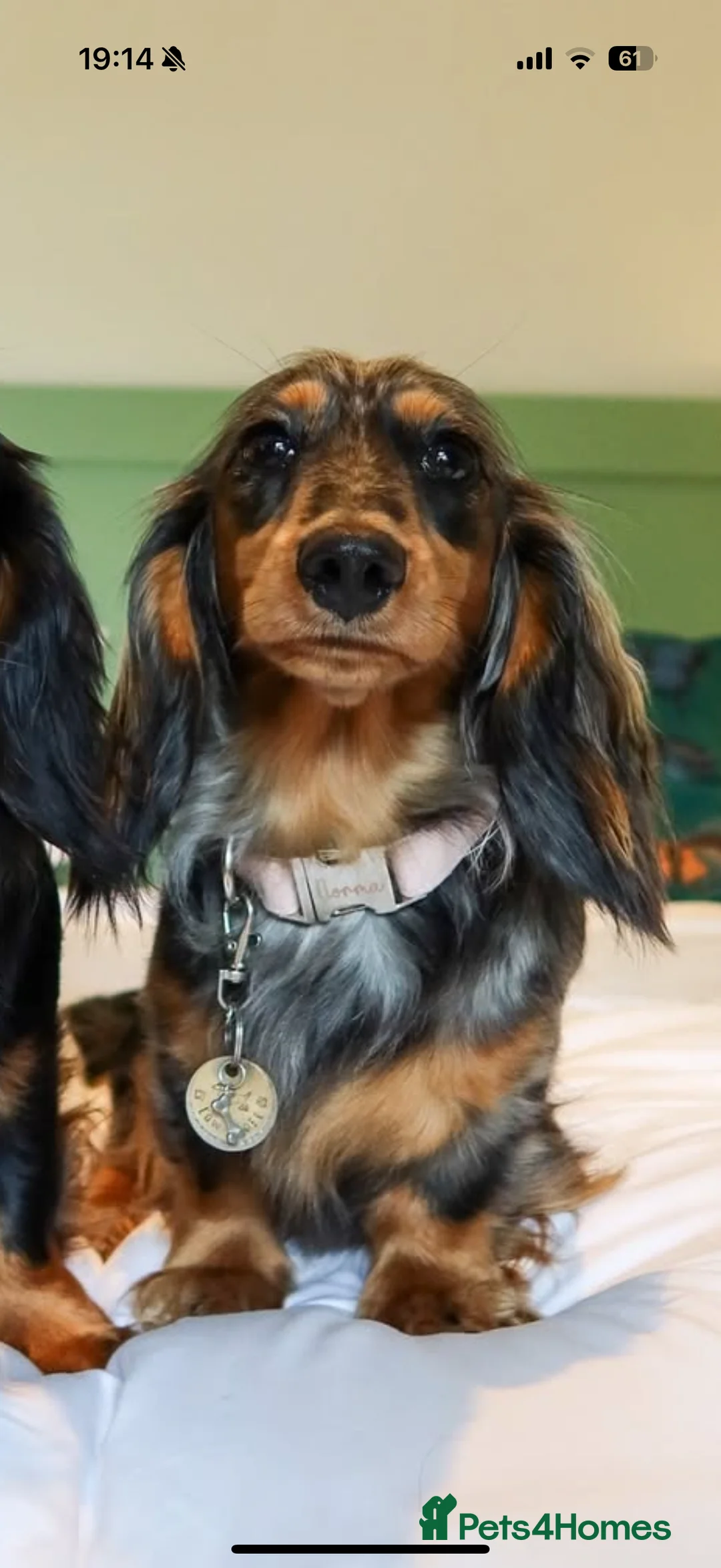 Miniature Dachshund dogs for sale: Beautiful Cream Mini Long Haired Dachshund Pups 🐾 - Advert 2