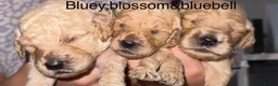 Goldendoodle dogs for sale: 🐾 8 beautiful goldendoodle pups 🐾 - Advert 37