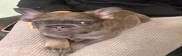 French Bulldog dogs for sale: Beautiful french bulldog - Advert 8