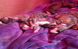 Whippet dogs for sale: Top Class Whippet Puppies bred from Champions - Image 4