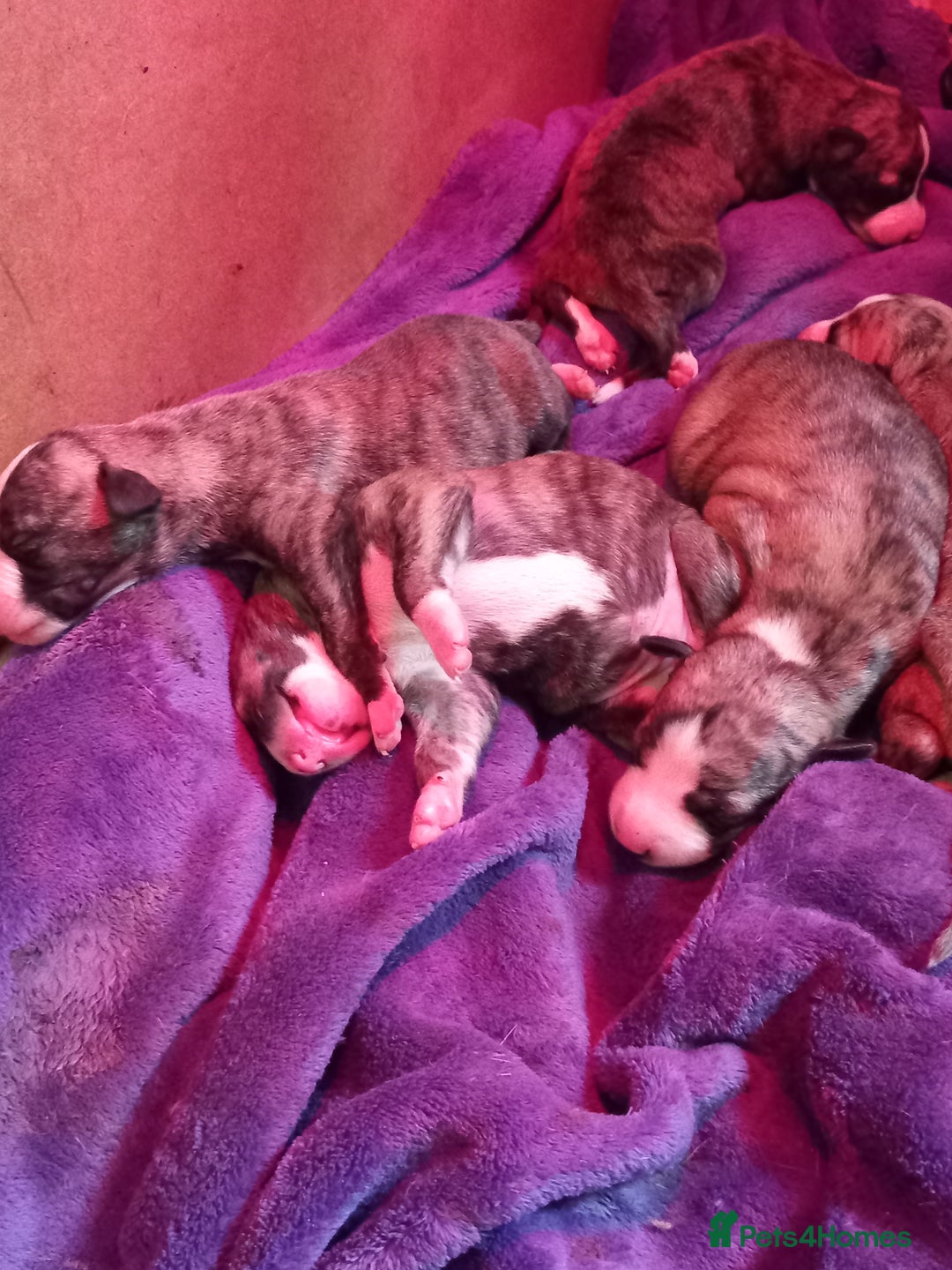 Whippet dogs for sale: Top Class Whippet Puppies bred from Champions - Image 4