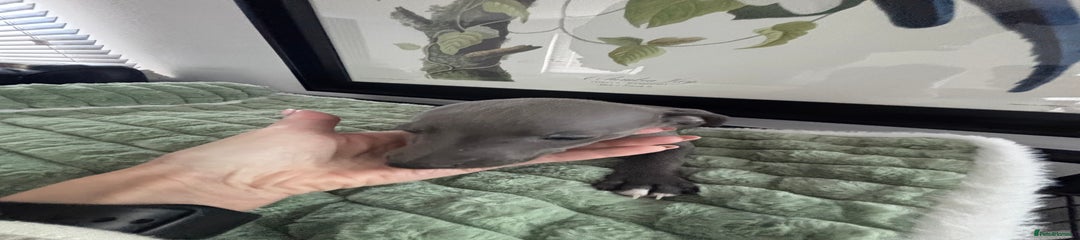 Whippet Puppy 3