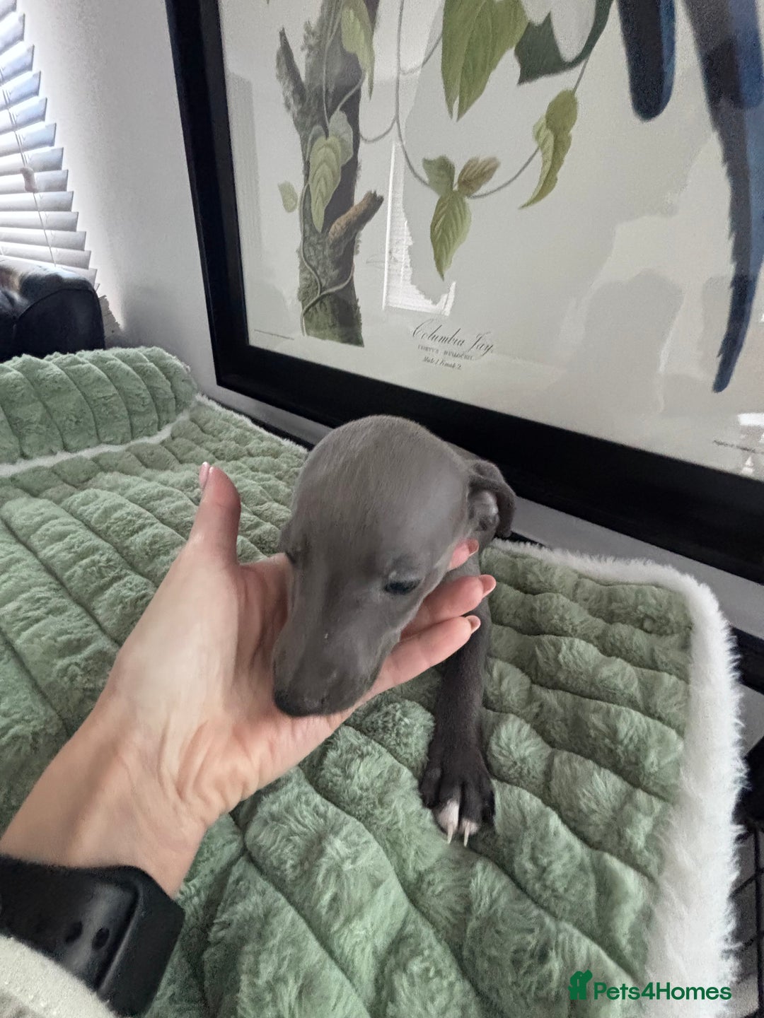 Whippet dogs for sale: Blue whippets  - Image 14