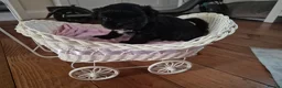 Shih Tzu dogs for sale: Shi tzu puppies  in Redcar - Advert 2