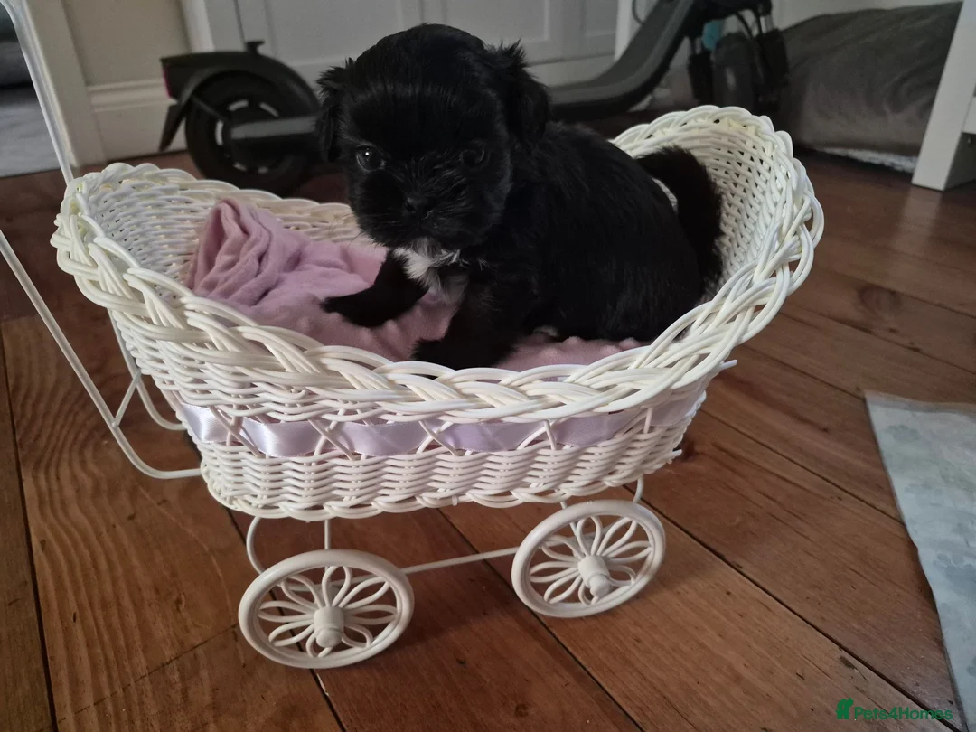 Shih Tzu dogs for sale: Shi tzu puppies  in Redcar - Advert 2