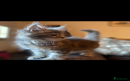 Maine Coon cats for sale: Xl Stunning Maine coon kittens  - Image 22