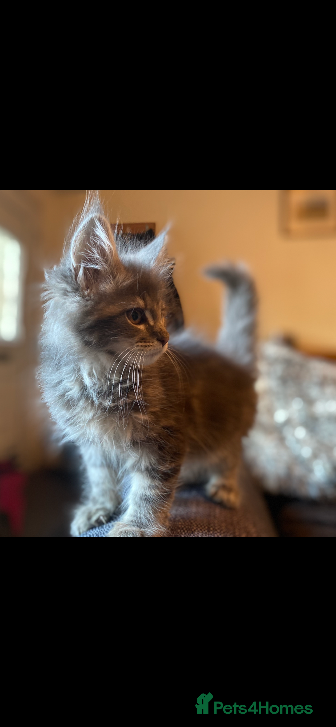 Maine Coon cats for sale: Xl Stunning Maine coon kittens  - Image 22