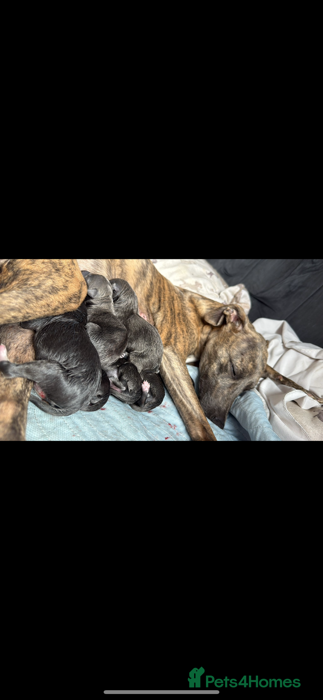 Whippet dogs for sale: Whippet , blue and blue and white puppies for sale - Image 13