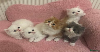 Persian cats - Advert 2