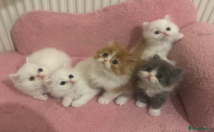 Persian cats - Advert 5