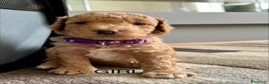 Cockapoo 4