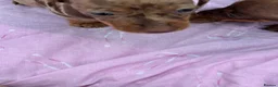Miniature Dachshund dogs for sale: Puppies - Advert 6