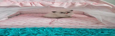 Ragdoll Kitten 1