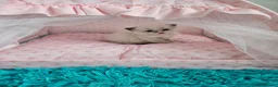 Ragdoll cats for sale: 3 Tica Ragdoll (Cherubim)Championship kittens  - Advert 5