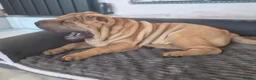 Shar Pei dogs for sale: Male shar pei for sale in Gateshead - Advert 11