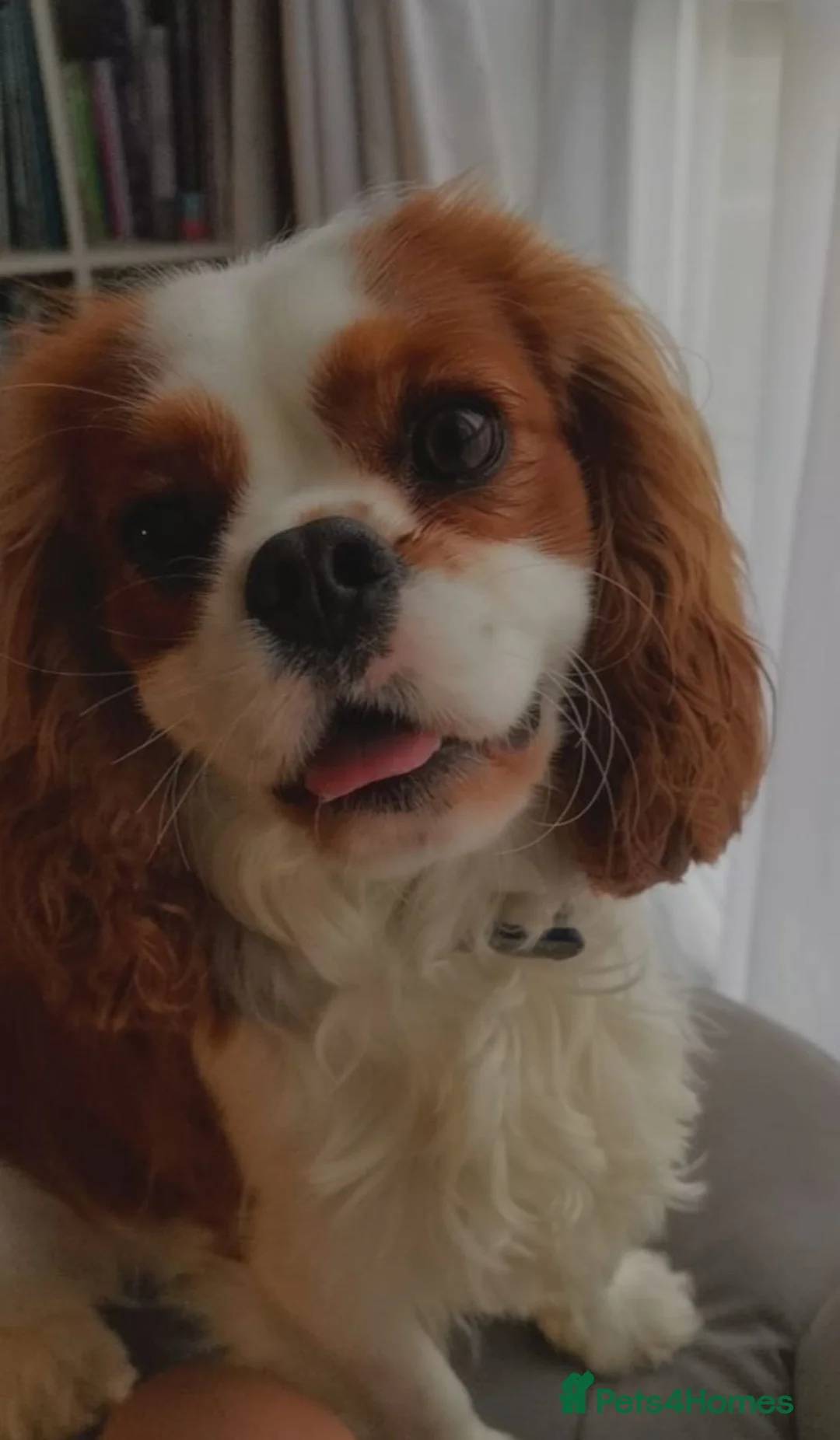 Cavalier King Charles Spaniel dogs for stud: KC Reg Cavalier King Charles Spaniel for Stud in Eastbourne - Advert 9