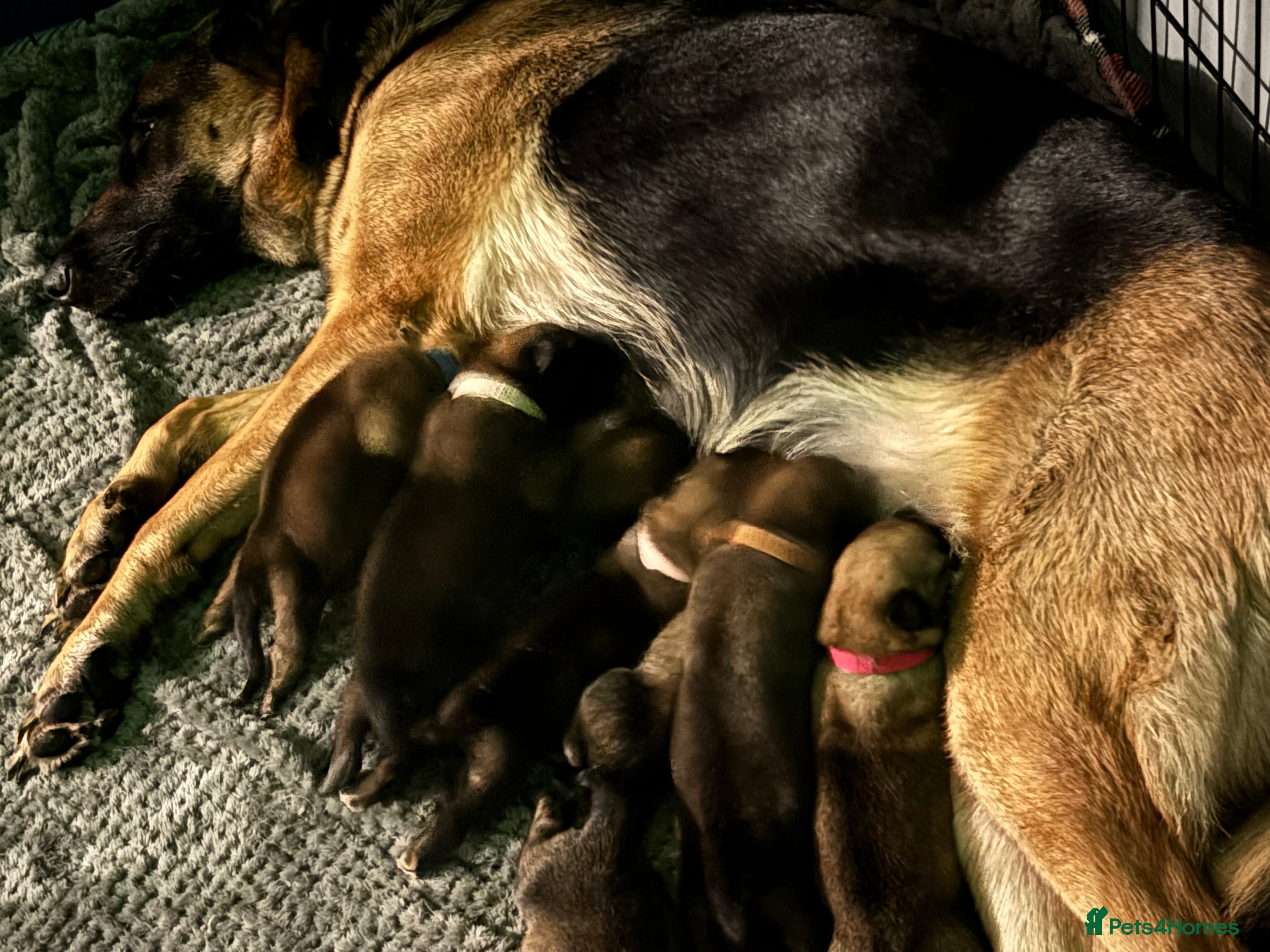 Mixed Breed dogs German Shepard x Belgian malinios - Advert 1