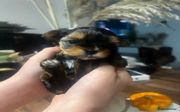 Yorkshire Terrier dogs for sale: Mini Yorkie looking for a new home  - Advert 3