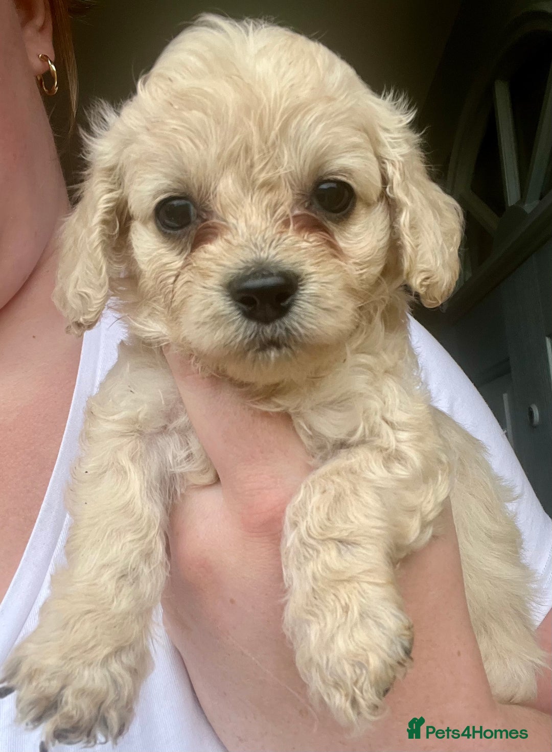 Mixed Breed dogs for sale: Last 2 puppies!  🩷 Maltipoo x Cockapoo puppies - Image 12