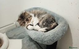 Persian cats for sale: Mother & daughter rehoming together pls - Image 3