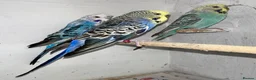 Budgerigars birds for sale: Budgies for sale  in Spalding - Advert 30