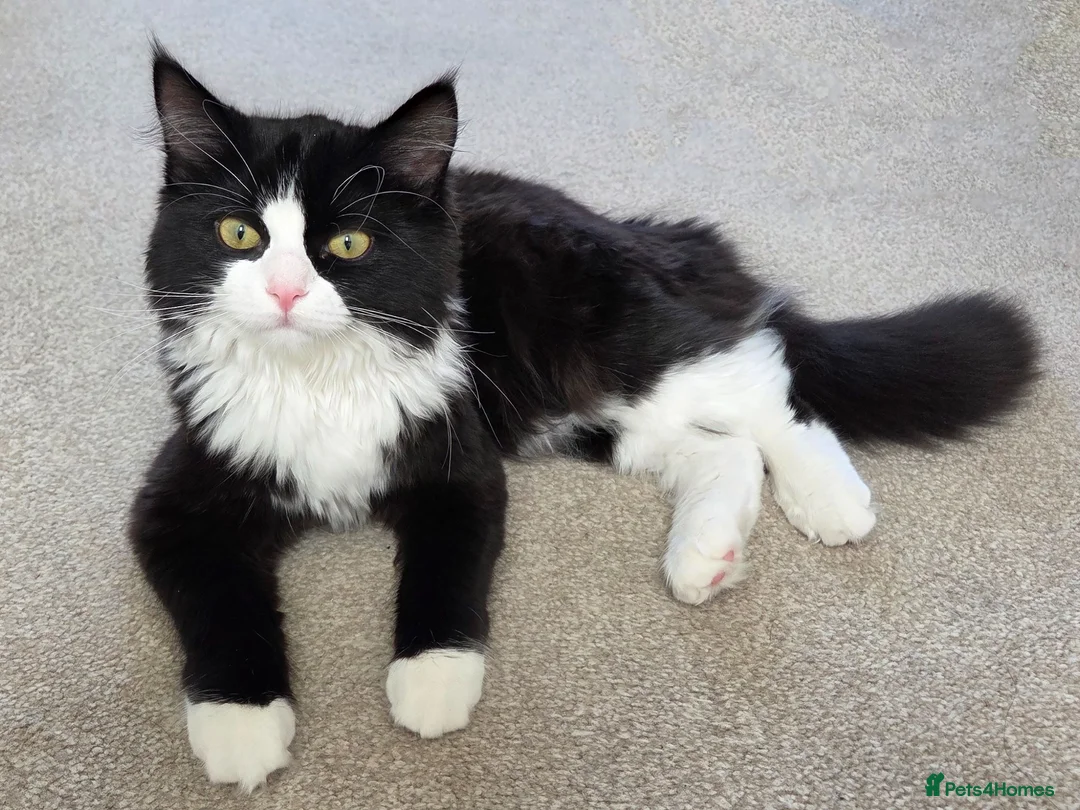 Turkish Angora cats for sale: Affectionate 6mo Female Ragdoll x Turkish Angora in Worthing - Advert 2