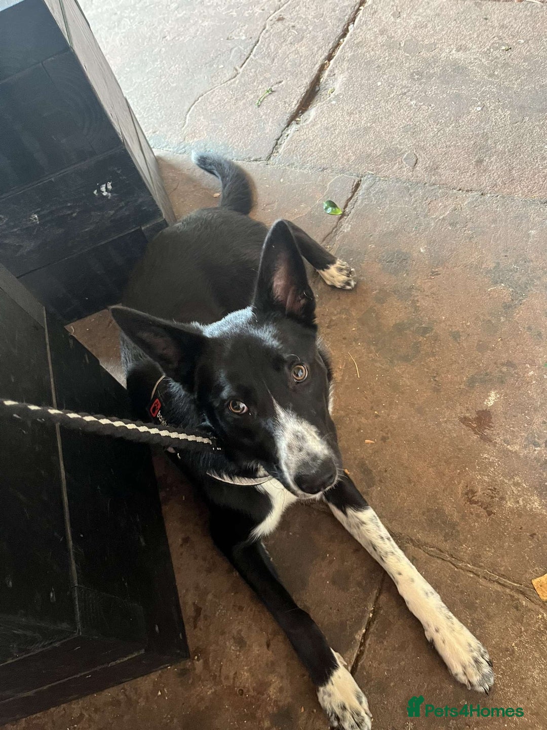 Border Collie dogs for sale: Coco  - Image 7