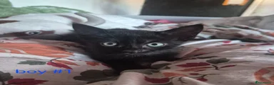 Ronnie