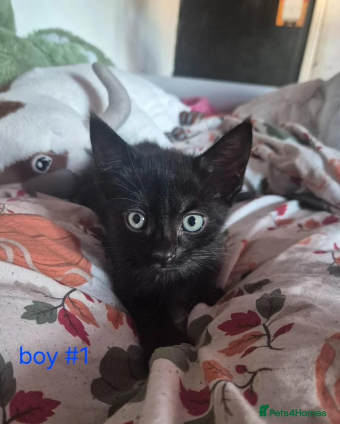 Mixed Breed cats for sale: Kittens! - Advert 5