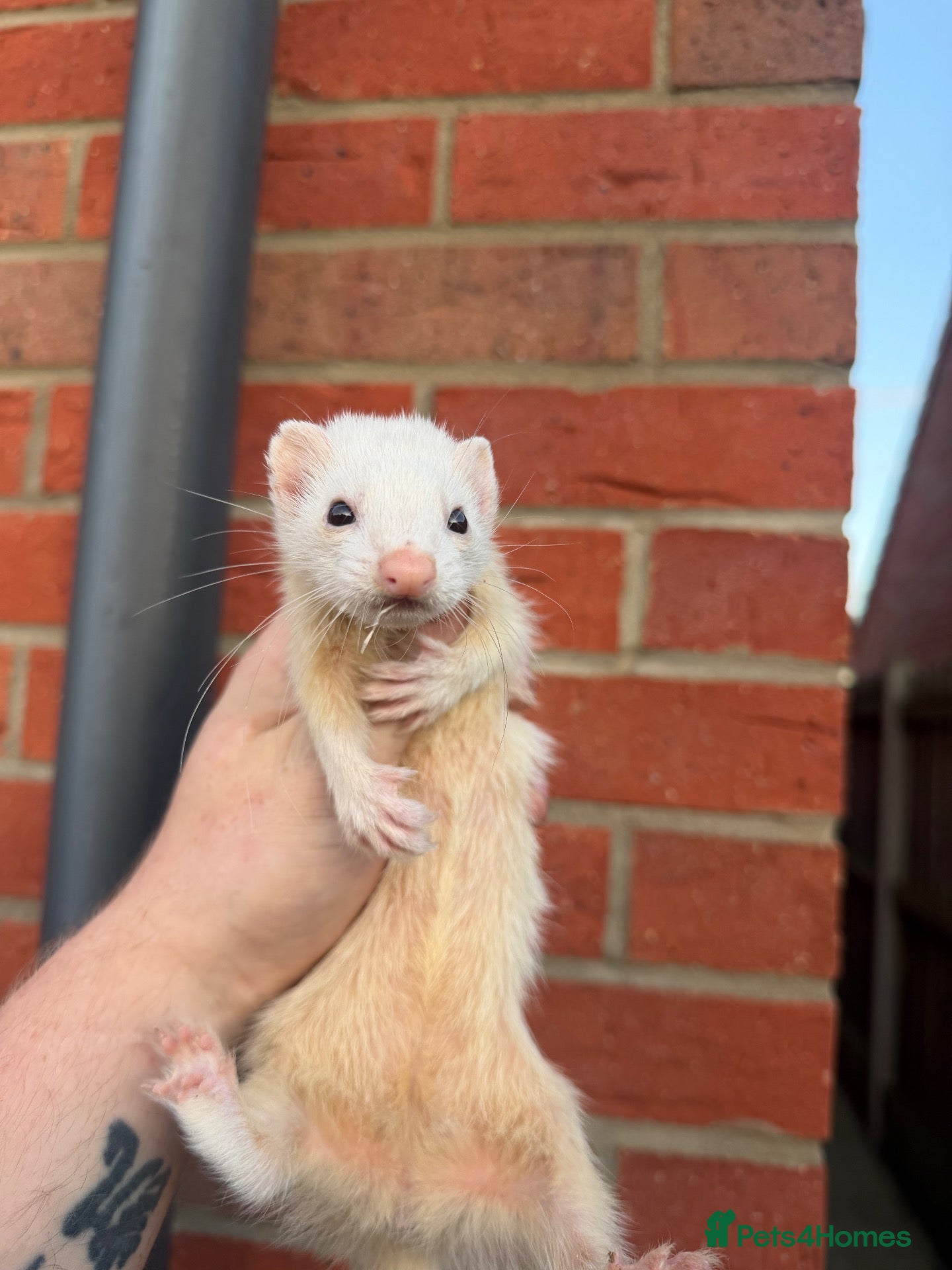 Ferret rodents Half micro ferrets for sale 300grams - Advert 1
