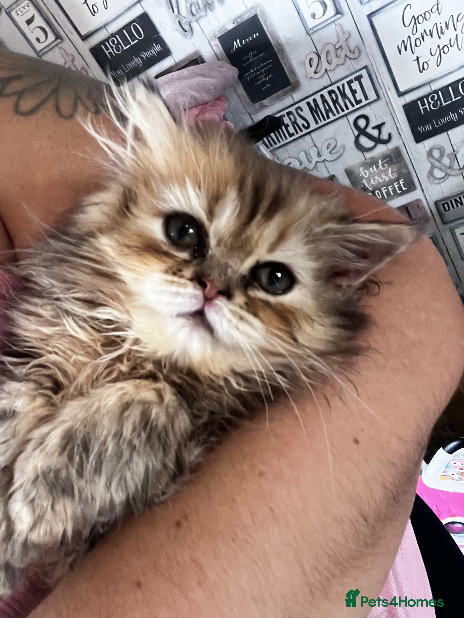 Persian cats FLUFFY PERSIANS 1 girl left 😻 - Advert 1