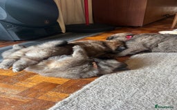 Chow Chow dogs for sale: Puppies looking for new home - Image 7